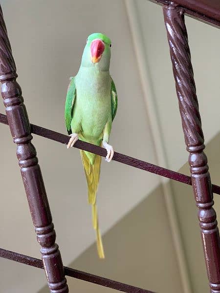 Raw Alexandrine female Hand Tame 3