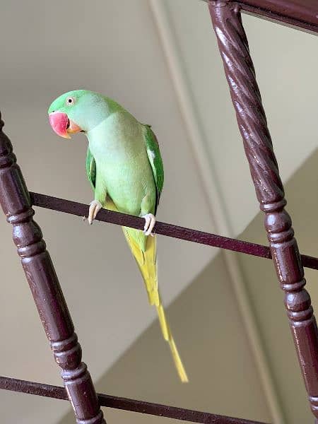 Raw Alexandrine female Hand Tame 4