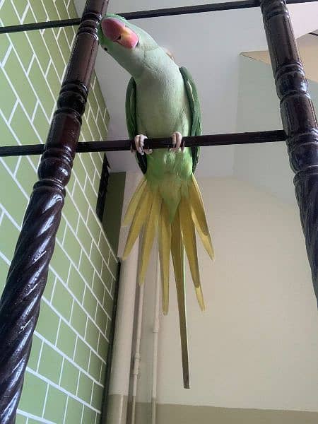 Raw Alexandrine female Hand Tame 5