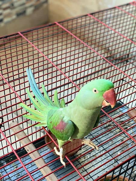 Raw Alexandrine female Hand Tame 6