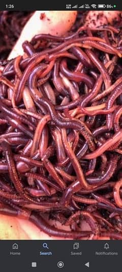 Worms Eisenia Fetida and Vermicompost