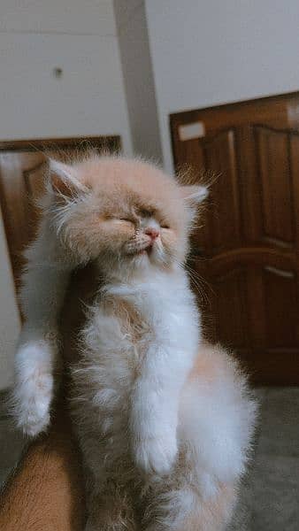 Persian cat | kitten | piki face cat | triple coat peke face | peki 1