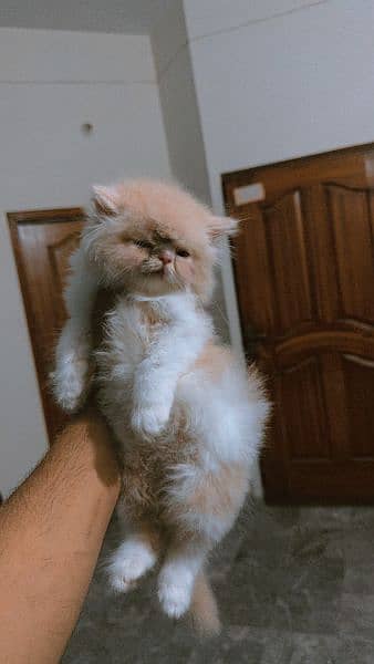 Persian cat | kitten | piki face cat | triple coat peke face | peki 2