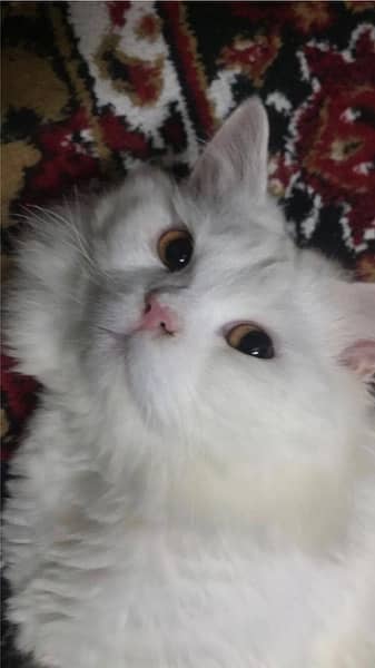 persian cat 2