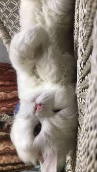 persian cat 3