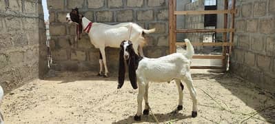 bakri with 2 male kids kamori ajraki and chena white eyes