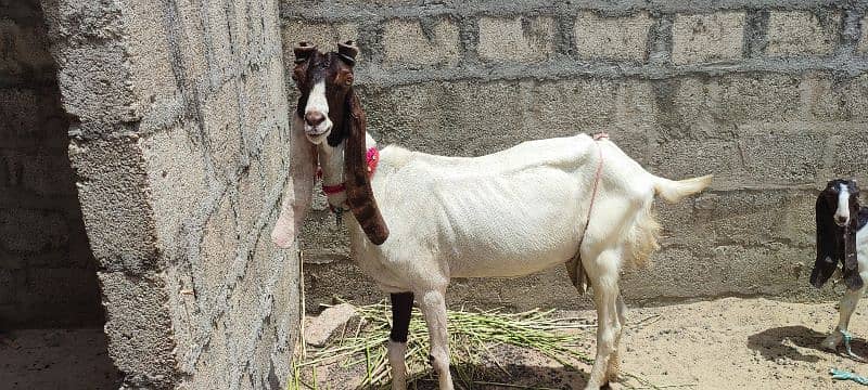 bakri with 2 male kids kamori ajraki and chena white eyes 1