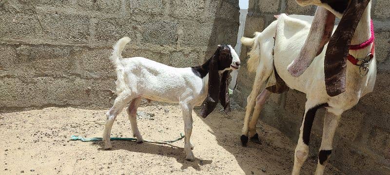 bakri with 2 male kids kamori ajraki and chena white eyes 2