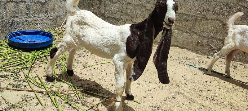 bakri with 2 male kids kamori ajraki and chena white eyes 3