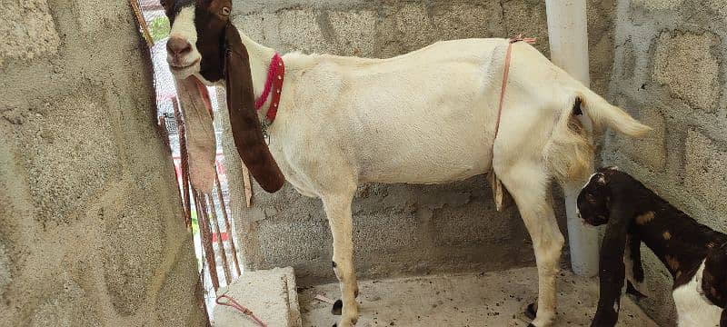 bakri with 2 male kids kamori ajraki and chena white eyes 4