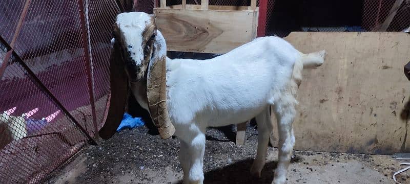 bakri with 2 male kids kamori ajraki and chena white eyes 11