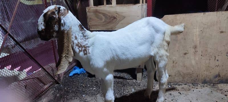 bakri with 2 male kids kamori ajraki and chena white eyes 13