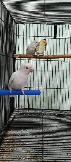 Love Bird / Cremino/ Albino Red & Black Eye/ Pastel ino / Blue pastel