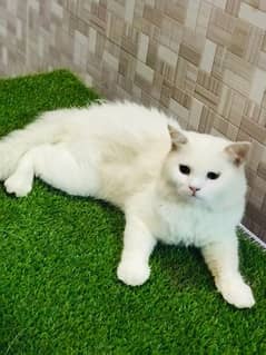 Persian cats/triple coated Persian cats/Persian kittens/punch face