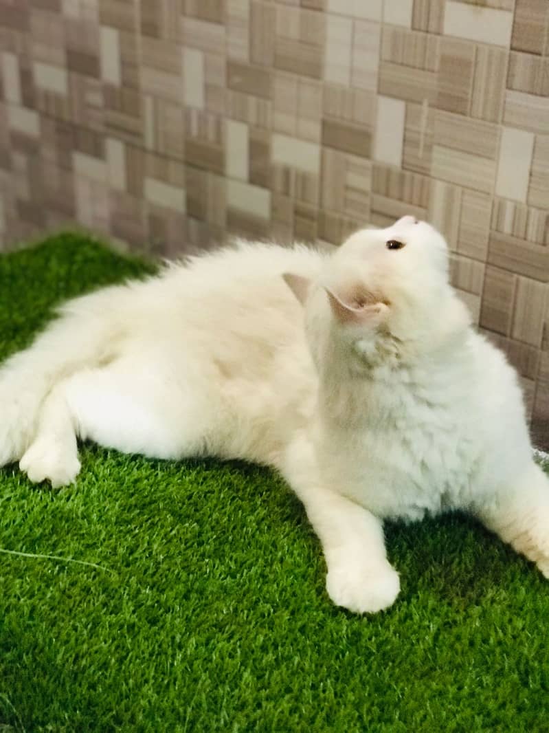 Persian cats/triple coated Persian cats/Persian kittens/punch face 2