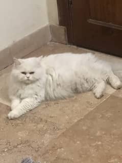 Triple coat Persian cat with 2 kittens