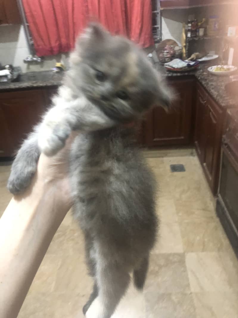 Triple coat Persian cat with 2 kittens 2