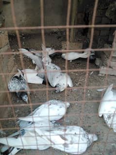 Pigeons for urgent sale 0