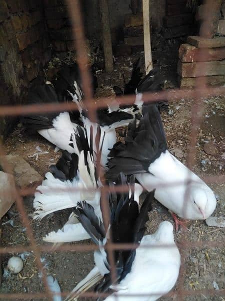 Pigeons for urgent sale 1