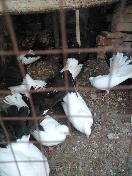 Pigeons for urgent sale 2