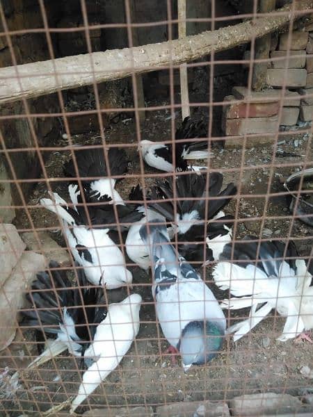 Pigeons for urgent sale 3