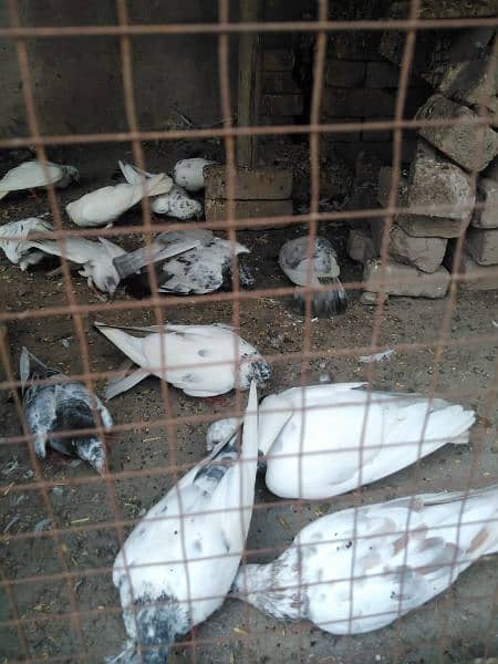 Pigeons for urgent sale 7