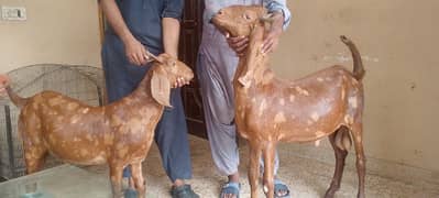 qurbani