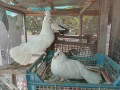 Fantail Pigeons 0