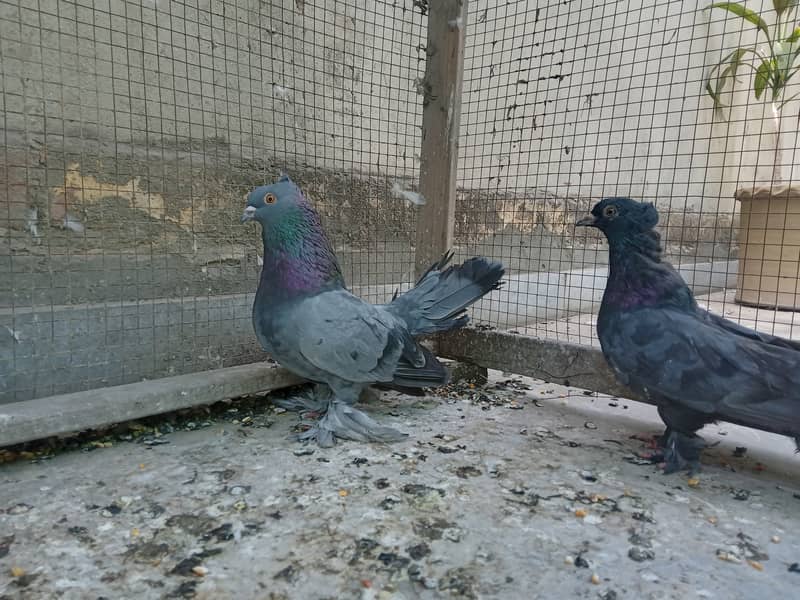 Fantail Pigeons 1