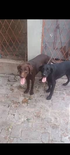 Labrador Pair is Available for Sale (Contact No. 03007329064) 0