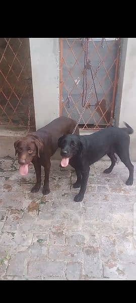 Labrador Pair is Available for Sale (Contact No. 03007329064) 1