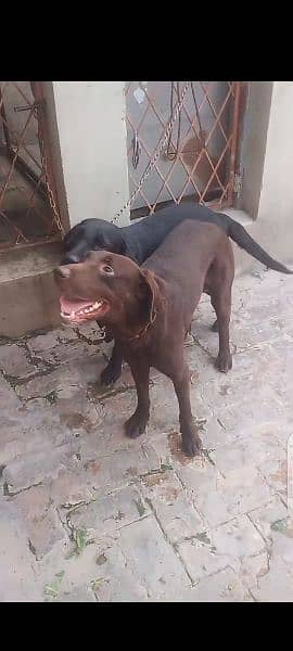 Labrador Pair is Available for Sale (Contact No. 03007329064) 2