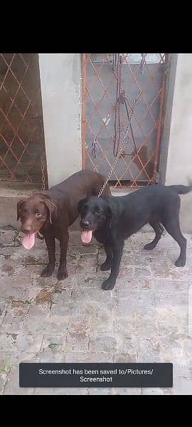 Labrador Pair is Available for Sale (Contact No. 03007329064) 5