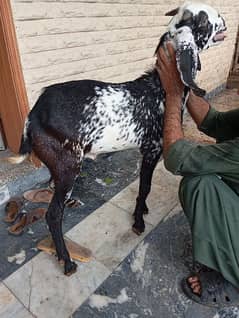 Makhi cheena Bakra for sale