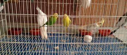 4 Cockatiel 15 Australian parrot's