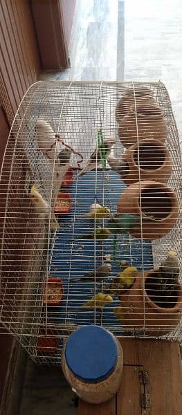 4 Cockatiel 15 Australian parrot's 1