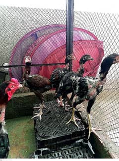 Mianwali Aseel chiks, Murga & breader hens ,Thai Cross aseel chiks