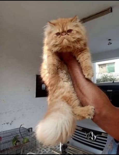 Persian Male cat for Stud onlyy !! 1