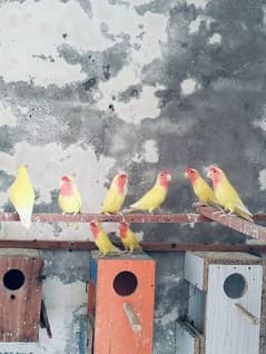 love bird colony for sale