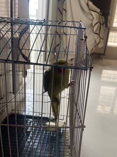 green parrot for sale