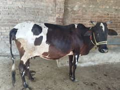 cow for sale Punjabi cross 9 months pregnant