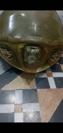 indian flapshall turtle