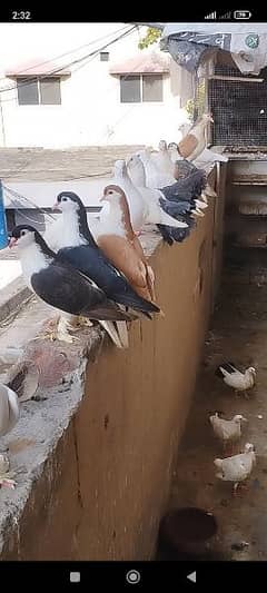 for sale pigeons