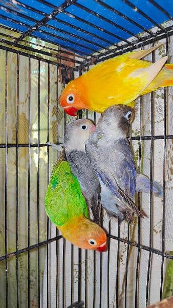 Cockatiel & Lovebirds 4