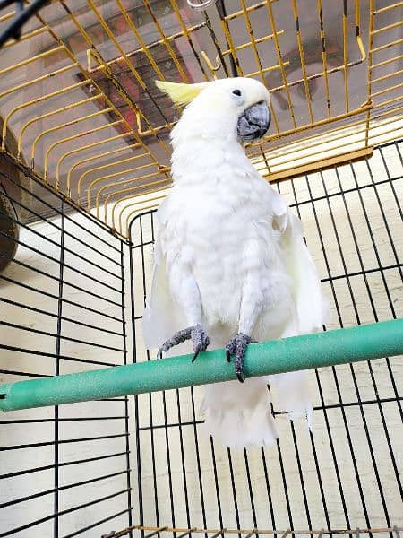 Triton cockatoo 4