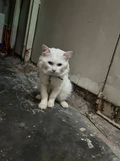 White Persian Double Coated Male 0