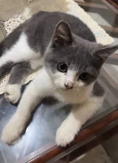 British shorthair 4 months old for free