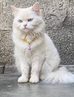 Persian cat 0