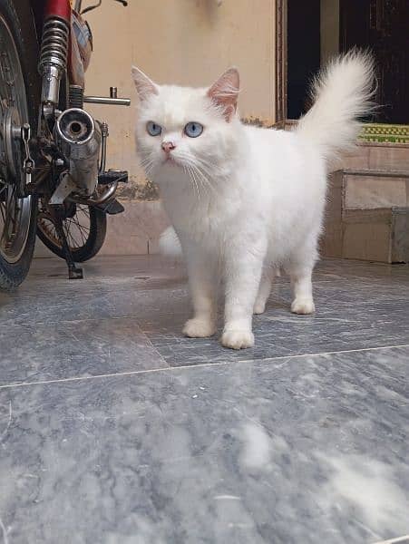 Persian cat 4