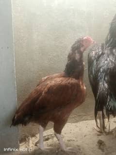 aseel pair for sale 0